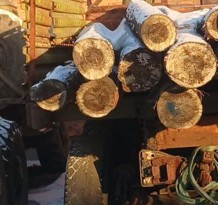 Торги №1654196 Лот №4015977 бревна сосновые для распиловки и строгания 4м. - торги по банкротству 1